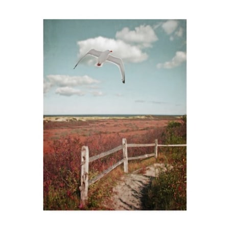 Brooke T. Ryan 'Gull Over Coastal Trail' Canvas Art,18x24